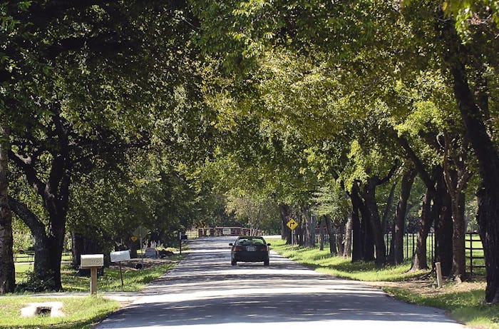 Insight Denton: Can you be prosecuted for cutting down a tree?